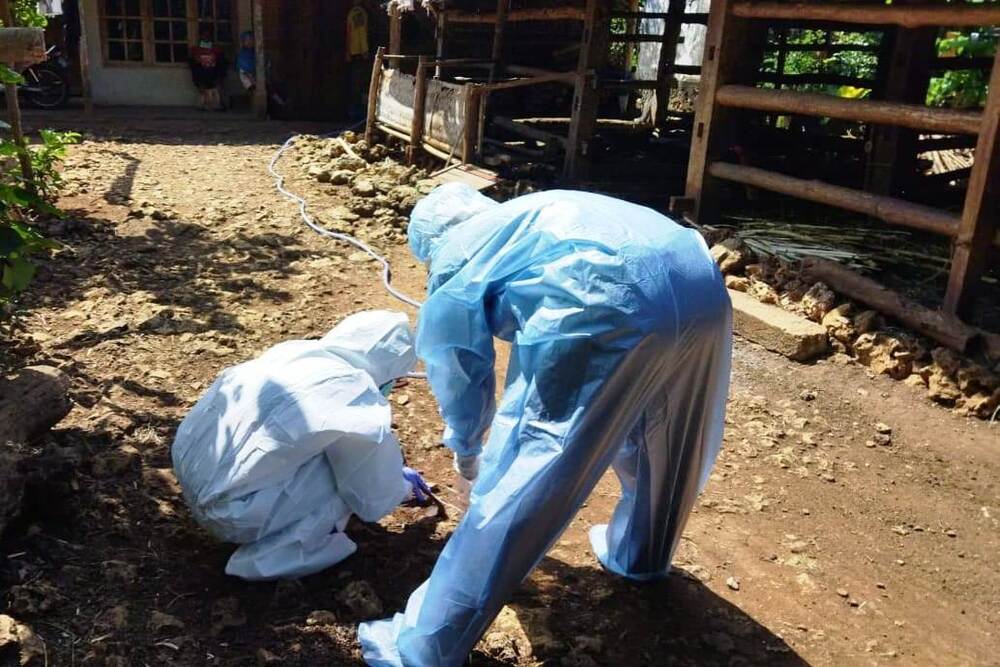 Viral Penyakit Antraks Di Gunungkidul, Kenali Penyebab, Gejala Dan Cara ...