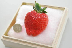 Varietas Stroberi Jepang Ini Dijual Seharga Rp5,3 Juta Per Biji, Kok Bisa?