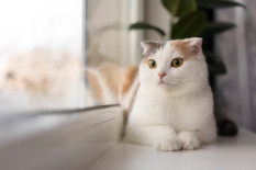 Ingin Tahu Tanda Kucing Sakit? Kini Ilmuwan Kembangkan Alat Pendeteksi Rasa Sakit Kucing Berbasis AI