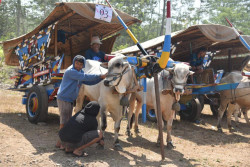 Sambut HUT RI, Pemuda Glagahmalang Gelar Festival Gerobak Sapi