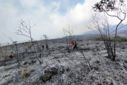 Hutan Terbakar, Pendakian Gunung Arjuno Ditutup Sementara
