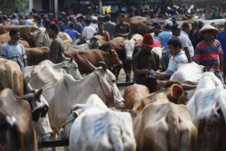 Indonesia Kembali Impor Sapi dari Australia