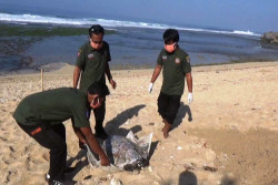 Penyu Besar Ditemukan Mati di Pantai Sepanjang Gunungkidul