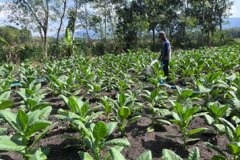 Hasil Panen Bagus, Petani Tembakau Gunungkidul Semingrah