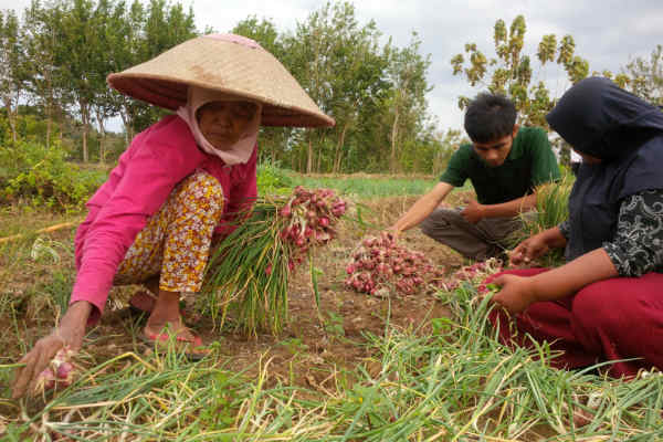 Menteri Teten Hilirisasi Produk Bawang Merah untuk Bantu Petani di Musim Panen