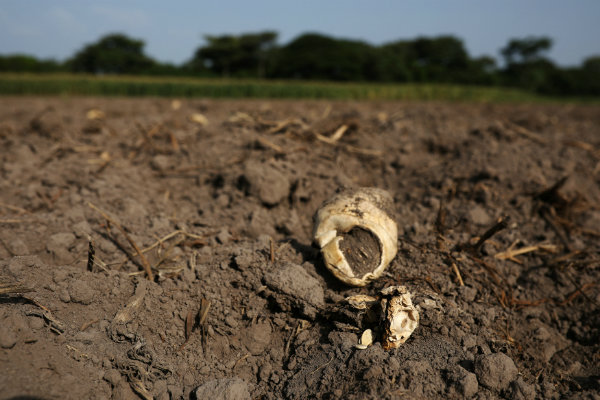 Antisipasi Dampak Kekeringan pada Sektor Pertanian, Pemkab Bantul Siapkan Sumur Dangkal