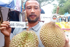 Petani Lebak Kembangkan Varietas Durian Sangkanwangi, Begini Rasanya