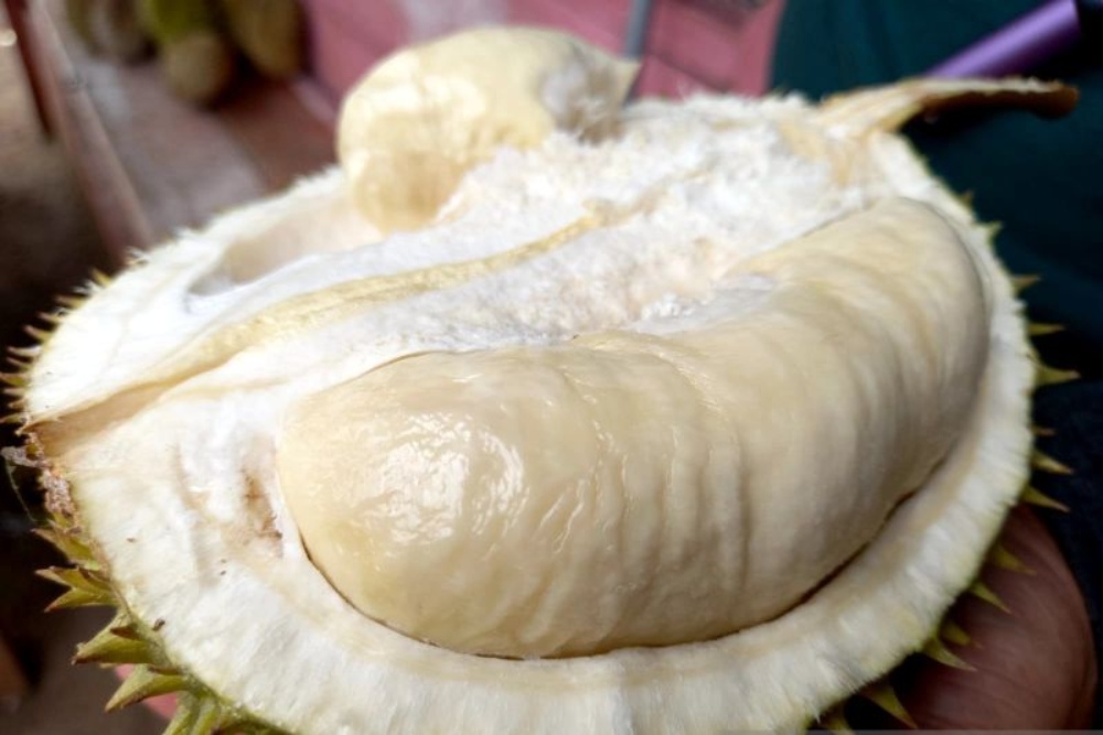 Gorontalo Utara Berpeluang Ekspor Durian ke China, Simak Kelebihannya