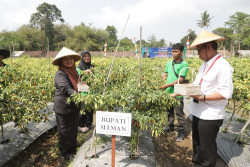 Pemkab Sleman Canangkan Cabai Sehat Ramah Lingkungan, Berikut Keuntungannya