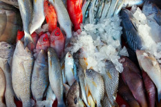 Pemkab Bantul Targetkan Konsumsi Ikan 31,3 Kg per Kapita Tahun Ini