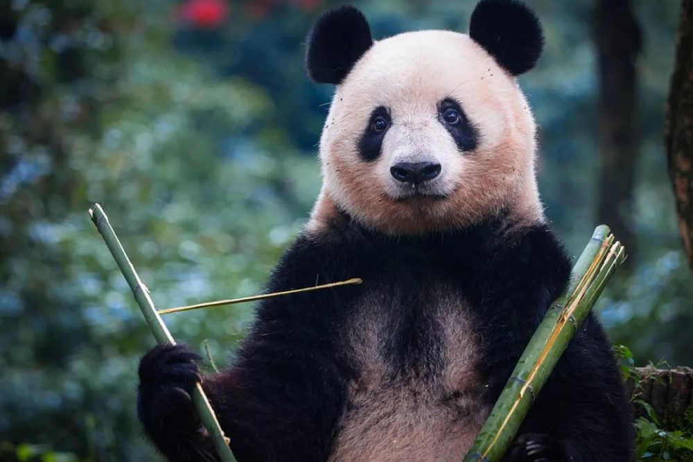 Xiang-Xiang, Panda Raksasa yang Lahir di Jepang Tampil di China untuk Kali Pertama