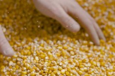 Pemerintah Impor Jagung 500 Ribu Ton