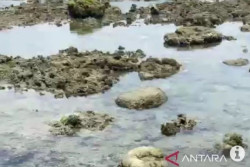Fenomena Ikan Menepi di Pantai Bengkulu, BMKG: Ada Anomali Suhu Laut