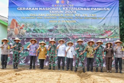 Dukung Gerakan Nasional Ketahanan Pangan, Kodim Magelang tanam Jagung Hibrida