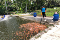 Produksi Ikan Hasil Budi Daya di Sleman Menurun