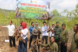 Petani Kulonprogo Ekspor Ubi Kayu ke Korea dan Malaysia