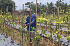 Lahan Padi di Temanggung Bergeser, Area Tanam Cabai Bertambah 3.000 Hektare