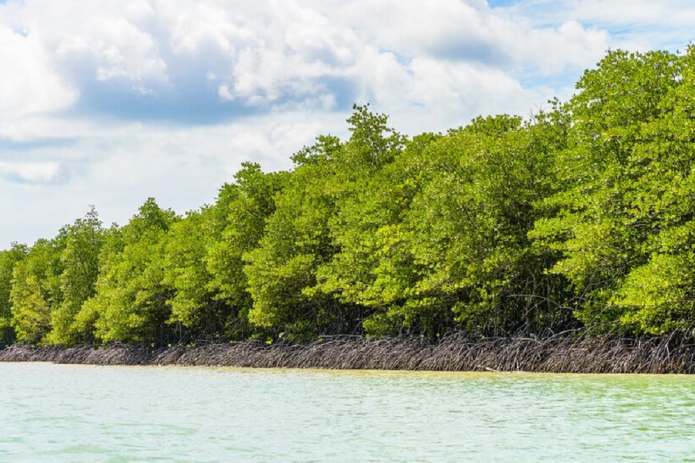 Mangrove Mampu Menyerap Emisi Karbon, Ini Penjelasan BRIN
