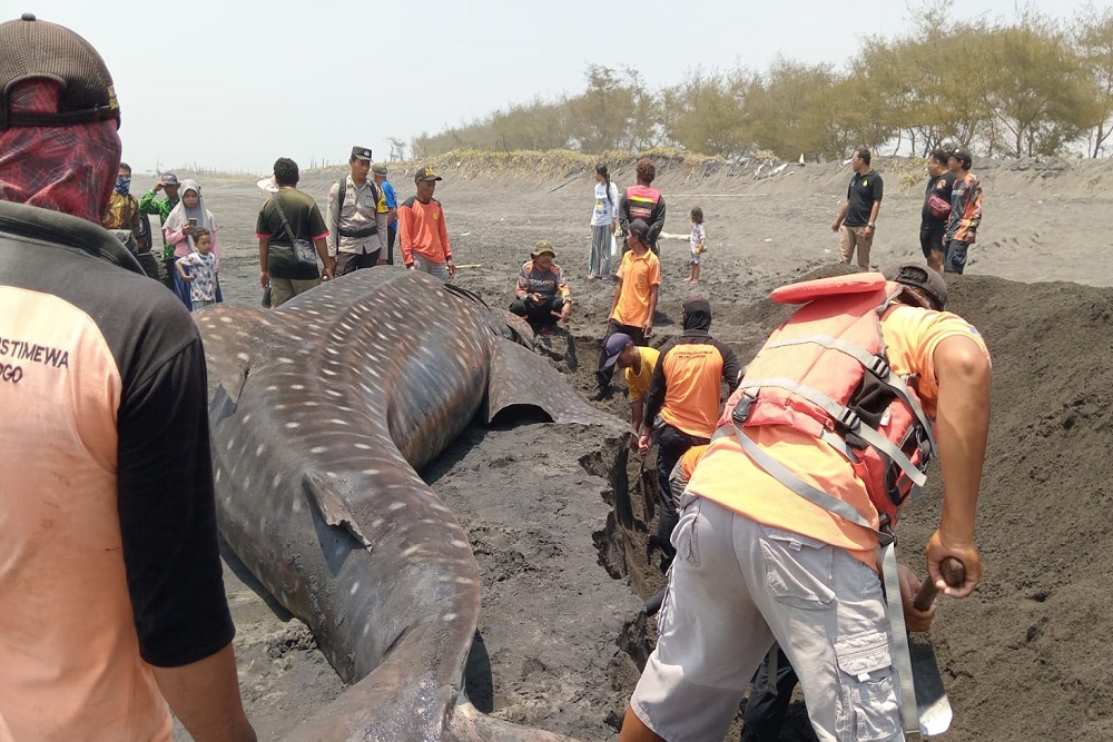 Hiu Paus Sepanjang 10 Meter Ditemukan Mati di Pantai Garongan Kulonprogo