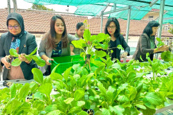 Sulap Lahan Kosong Jadi Kebun Hidroponik, The Phoenix Hotel Yogyakarta Panen Sayur-Mayur