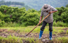 Harga Gabah DIY di Tingkat Petani dan Penggilingan Kompak Naik..