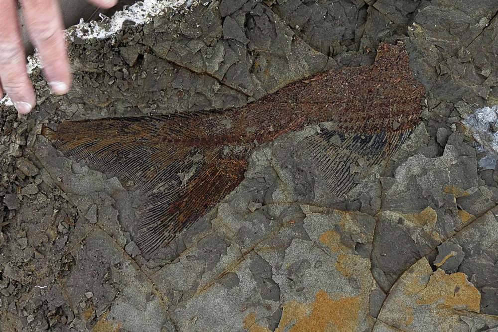Fosil Ikan Pemakan Daging Zaman Dinosaurus Ditemukan di China