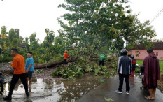 Hujan Angin Melanda Bantul, BPBD Minta Warga Pangkas Pohon Rawan Tumbang