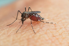 Ribut Soal Nyamuk dengan Wolbachia, Ini Pernyataan Kementerian Kesehatan