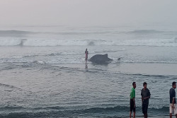 BREAKING NEWS: Lagi, Seekor Hiu Tutul Kembali Terdampar di Pantai Selatan Bantul