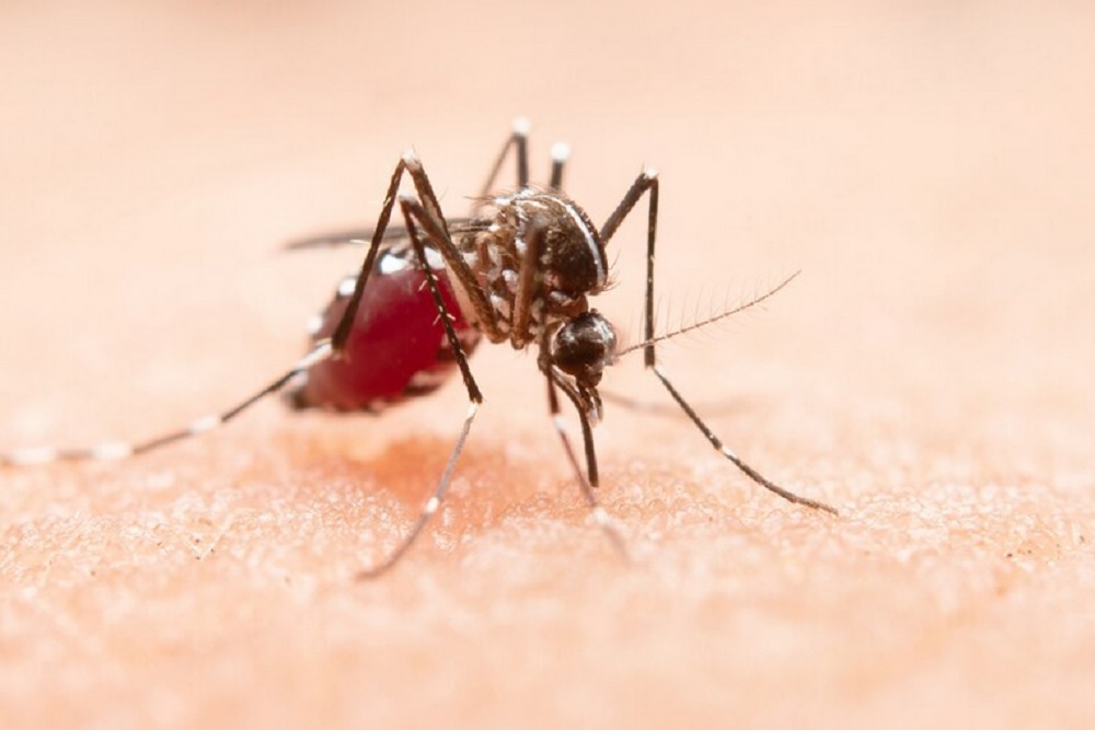 Nyamuk Ber-Wolbachia Tekan Kasus DBD dan Turunkan Angka Rawat Inap akibat Demam Berdarah