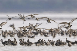 Pengelola Danau di China Gunakan AI untuk Mengidentifikasi Spesies Burung