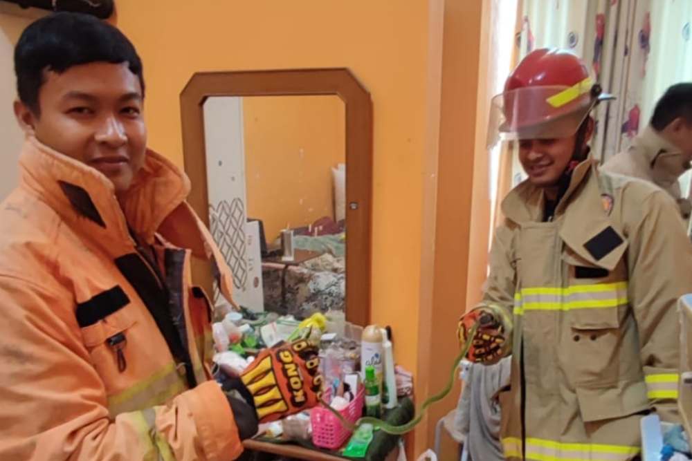 BPBD Bantul Sudah Evakuasi 200 Lebih Ular di Rumah Warga Tahun Ini
