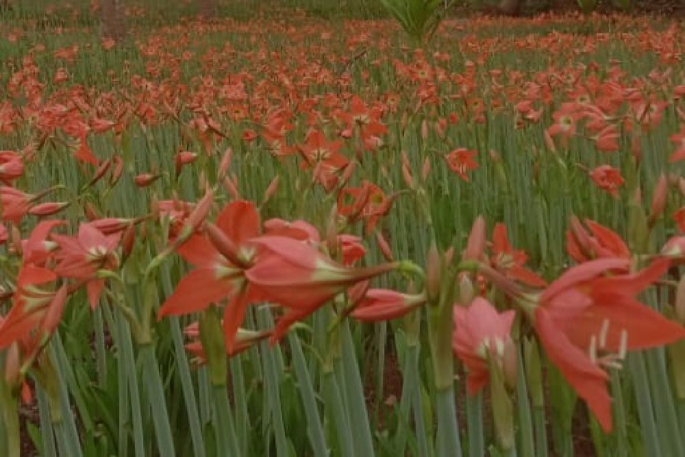 Kebun Bunga Amarilis di Gunungkidul Bermekaran, Siap Sambut Wisatawan