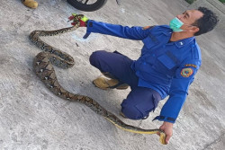 Sanca 2 Meter Dievakuasi Dari Kandang Ayam di Plakaran