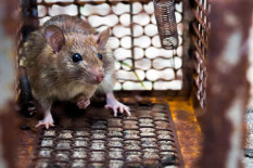Bocah Umur 8 Tahun Meninggal Kesetrum Jebakan Tikus Listrik