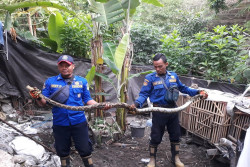 Ular Piton Sepanjang 2 Meter Makan Ayam di Kasihan Bantul