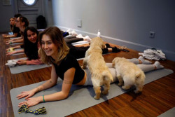 Unik, Ada Kelas Yoga Bareng Anak Anjing untuk Redakan Stres