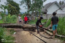 Dampak Cuaca Ekstrem di Sleman, Pohon Tumbang hingga Atap Rumah Beterbangan