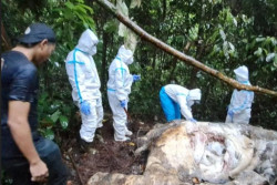 Satu Ekor Gajah Ditemukan Mati di Hutan Mukomuko, Diduga Dibunuh