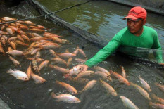 Tahun Ini DKP Bantul Targetkan Produksi Ikan Budidaya Air Tawar 12 Ribu Ton