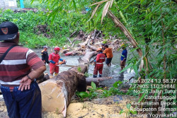 Diguyur Hujan Semalaman, Pohon Tumbang di Area Sleman Ada Yang Menutup Halaman Sekolah