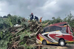 Pohon Beringin Timpa Minibus di Wonogiri, 2 Pelajar Terluka