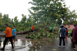 Penjelasan Lengkap Badai Anggrek, Siklon Tropis Penyebab Hujan Berhari-hari
