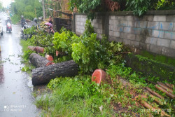 Pohon Tumbang Makan Korban, Pengendara Motor Meninggal Dunia Tabrak Pohon yang Melintang
