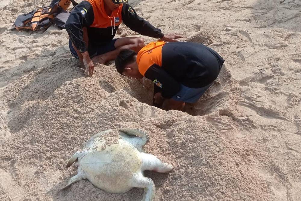Dua Ekor Penyu Ditemukan Mati di Pantai Gunungkidul
