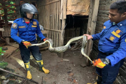 Makan 2 Ekor Ayam, Ular Sanca Sepanjang 2,5 Meter Ditangkap Petugas Damkar di Sedayu