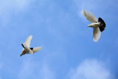 Lepasliarkan Ratusan Burung di Gunungkidul, Prajurit TNI Ajarkan Cinta Alam
