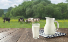 Program Susu Gratis Prabowo-Gibran Mungkin Kerek Emiten Susu di BEI
