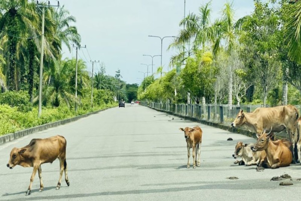Pemilik yang Melepasliarkan Hewan Ternak di Jalan Raya dan Fasilitas Umum Terancam Tipiring