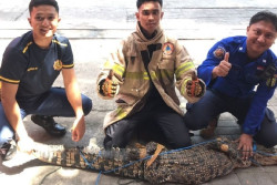 Geger, Buaya Berkeliaran di Perumahan di Bantul